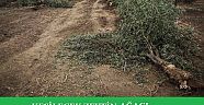 Bu Zeytin Ağaçları Hesap Sorar